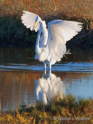 Egret Spreading Wings_34683.jpg - Great Egret (Ardea alba)Photographed along the Gulf coast near Port Lavaca, Texas, USA.